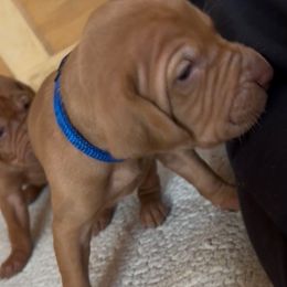 Finn - Golden rust male Vizsla puppy in Plymouth, Minnesota from Carlson Vizslas