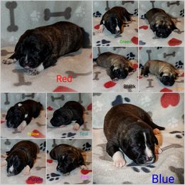 Anatolian Shepherd Dog and Australian Cattle Dog Puppies from 4D Cattle Dogs