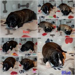 Anatolian Shepherd Dog and Australian Cattle Dog Puppies from 4D Cattle Dogs
