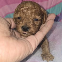Brownie - Red  male Poodle puppy in Goodyear, Arizona from Moving and Grooving Pups
