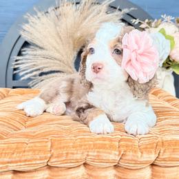 Martha - Tri-color female Australian Labradoodle puppy in Taylor, Michigan from Mi Best Doodle Ever, LLC