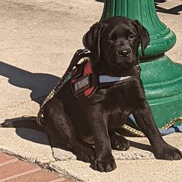 Labrador Retriever Puppies from Suebel Labradors South