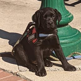 Labrador Retriever Puppies from Suebel Labradors South