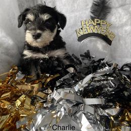 Miniature Schnauzer Puppies from Sue’s Miniature Schnauzers