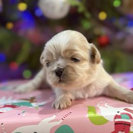 AKC Sugar - Cream and white female Shih Tzu puppy in Paintsville, Kentucky from Molly B's ShihTzus