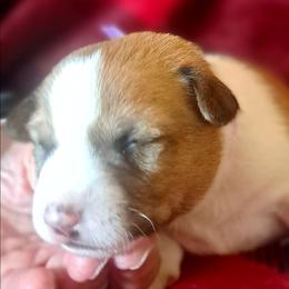 Red Boy 2 - Red and white male Basenji puppy in Tuttle, Oklahoma from Steadfast Farm (SFF)