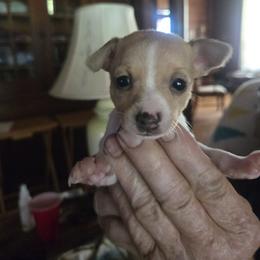 Girl 1 - White and tan female Toy Fox Terrier puppy in Wellborn, Florida from Roudee Dragontails