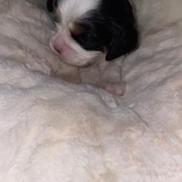 Cavalier King Charles Spaniel Puppies from Cassie’s Cavaliers