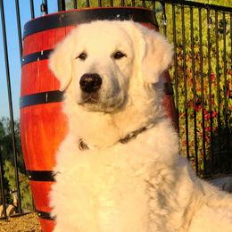 Kuvasz All Grown Up from Nila Kuvasz