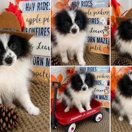 AKC CHASE - Teddy Bear - Black parti male Pomeranian puppy in Byron, Georgia from Tracys Pom Palace