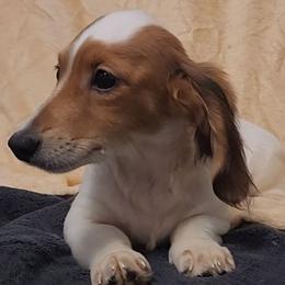 Tan - Piebald female Dachshund puppy in Ridge, New York from Tracy's Puppy Club