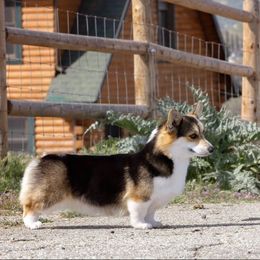 Bibbidi - Pembroke Welsh Corgi