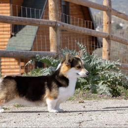 Bibbidi - Pembroke Welsh Corgi