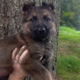 Sonja - Sable female German Shepherd puppy in Southern Maryland, Maryland from Reddington Shepherds