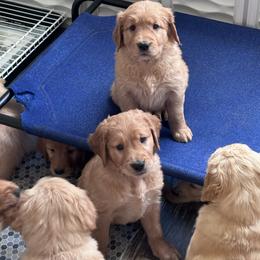 Golden Retriever Puppies from McAbee’s Golden Retrievers