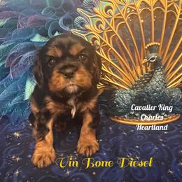 Cavalier King Charles Spaniel Puppies from Cavalier King Charles Heartland