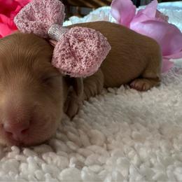 Sweet Tea - Red female Dachshund puppy in Ontario, Oregon from Get A Long Little Doggie