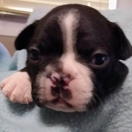 Boston Terrier Puppies from Shadow Town Boston's