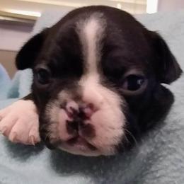 Boston Terrier Puppies from Shadow Town Boston's