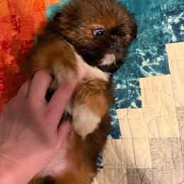 Firefly - Red female Shih Tzu puppy in Russellville, Kentucky from The Patriot Tzu