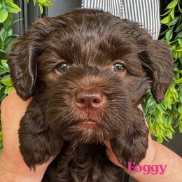 Foggy - Chocolate female Australian Labradoodle puppy in Silver Spring, Maryland from Potomac Australian Labradoodles
