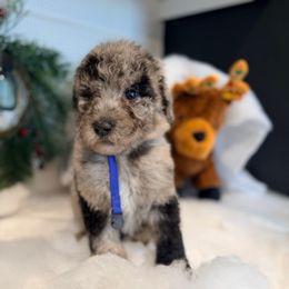 Albus Dunbledre - Merle male Goldendoodle puppy in Houston, Texas from Were The Mack'Doodles