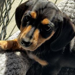 Clairabell - Black and tan female Dachshund puppy in Rancho Cucamonga, California from Empire's Dachshunds