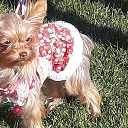 Yorkshire Terriers from Pawsitively Chocolate Yorkies