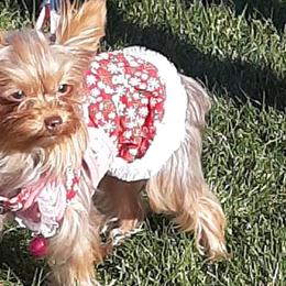 Yorkshire Terriers from Pawsitively Chocolate Yorkies
