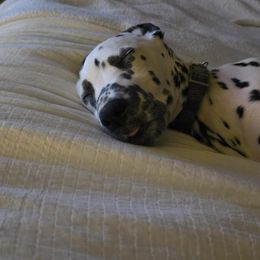 Dalmatian Puppies from America's Dalmatian Friends