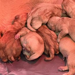 Boy 1 - Yellow male Labrador Retriever puppy in Corcoran, Minnesota from Whispering Creek British Labs LLC