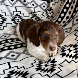 Dachshund Puppies from Dachshund Den