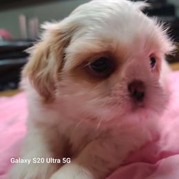 Girl 1 - Liver and white female Shih Tzu puppy in Belleville, Michigan from Patricia's Heavenly Earth Angels