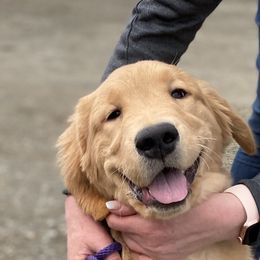 Golden Retriever Puppies from Insignia Goldens