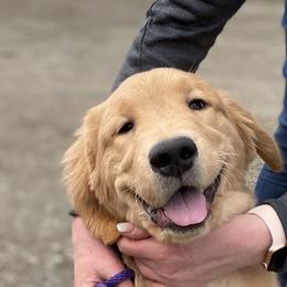 Golden Retriever Puppies from Insignia Goldens