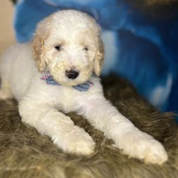 Almond Milk and Cinnamon Toast - Goldendoodle puppy in Charlotte, North Carolina from Ben and Jerry Doodles