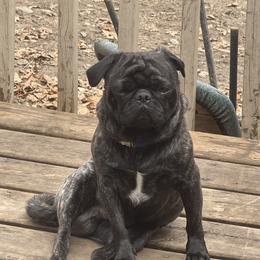 Ducky - Pug