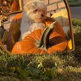 Maltese Puppies from Kallos kennels