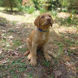 Gold Nugget - Yellow male Labrador Retriever puppy in Prince George, Virginia from Kingdom Kenelz Labradors