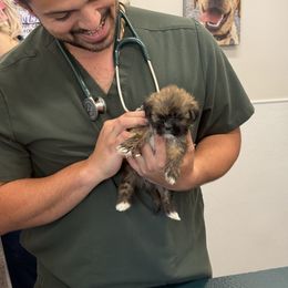 Boy 2 - Red male Lhasa Apso puppy in Charlotte, North Carolina from Toy Poodle and Maltese Perfection