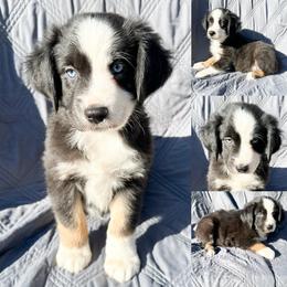 Black tri male 1 - Black tri male Miniature Australian Shepherd puppy in Brooker, Florida from Honey, I Shrunk the Aussies
