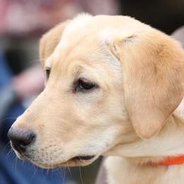Labrador Retrievers from Whistling Wings Retrievers, LLC.