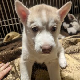 Siberian Husky Puppies from Tranton Kennels