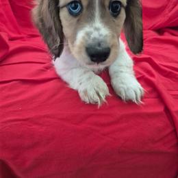 Angus AKC Clear Cream Piebald - Cream male Dachshund puppy in Los Angeles, California from Sterling Dachshunds