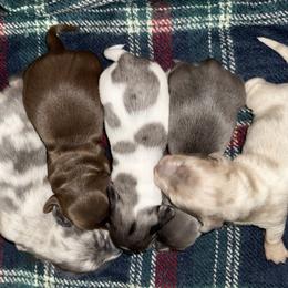 Dachshund puppies from Red Dirt Doxies