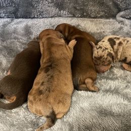 "all the babies " Dachshund Puppies from Waite's Dachshunds