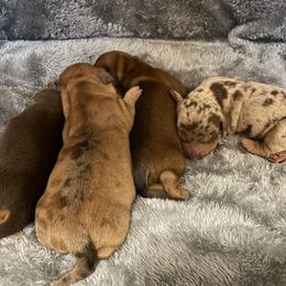 "all the babies " Dachshund Puppies from Waite's Dachshunds