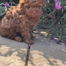 Moose - Red  male Poodle puppy in California from Tinkerpups