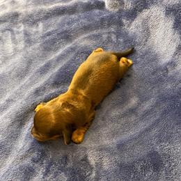 Girl 1 - Sable female Dachshund puppy in Bakersfield, California from Open Hourglass LLC