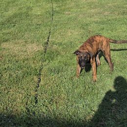 Dutch Shepherd Puppies from Acadia CanineTM